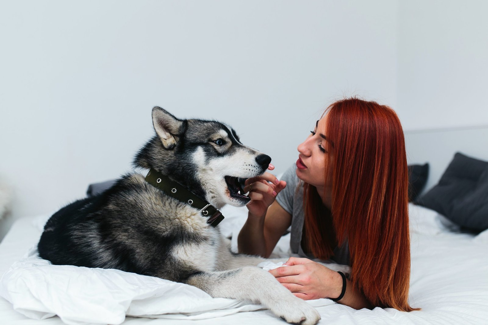 Los mejores snacks naturales para perros, gatos y hurones en 2024