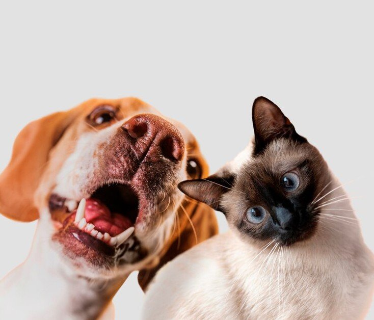 Cuántas veces al día debe comer tu perro o gato y a qué horas